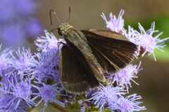 Euphyes vestris