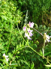 Vicia biennis