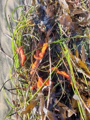 Metandrocarpa dura