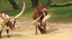 Bos indicus × taurus