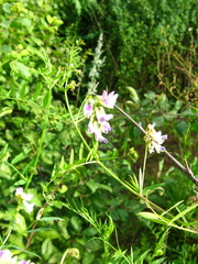 Vicia biennis