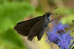 Euphyes vestris