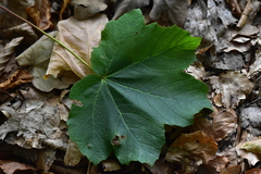 Pediaspis aceris