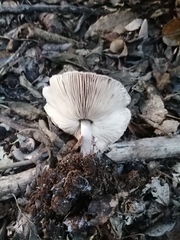 Lepiota decorata