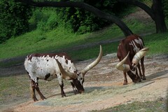 Bos indicus × taurus
