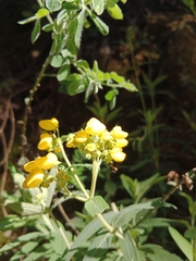 Calceolaria corymbosa
