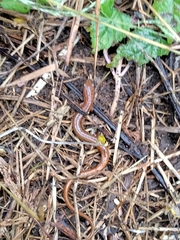 Eurycea chamberlaini