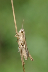 Euchorthippus elegantulus