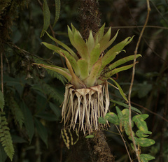 Tillandsia biflora