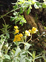 Calceolaria corymbosa