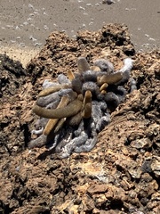 Brachycereus nesioticus