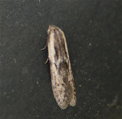 Blastobasinae
