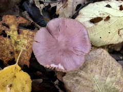 Mycena rosea