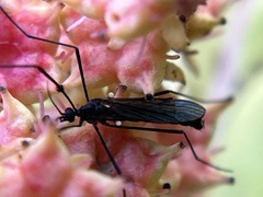Gnophomyia tristissima