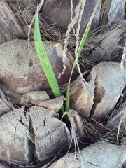 Arecoideae