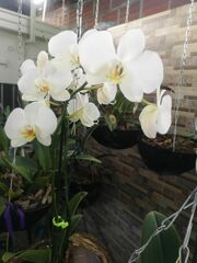 Vandoideae