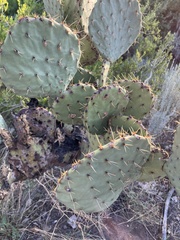 Opuntia engelmannii
