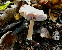 Mycena rosea