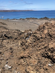 Brachycereus nesioticus