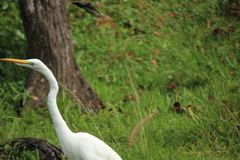 Ardea alba