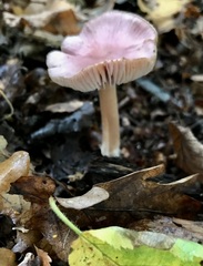 Mycena rosea