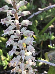 Lachenalia haarlemensis
