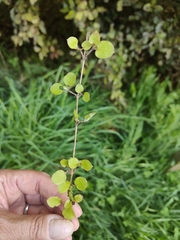 Pittosporum obcordatum