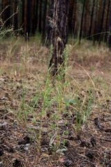 Axyris amaranthoides