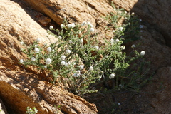 Eriocephalus