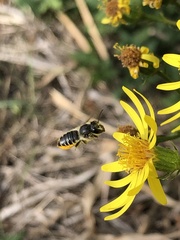 Megachilinae