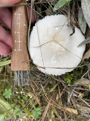 Leucoagaricus leucothites