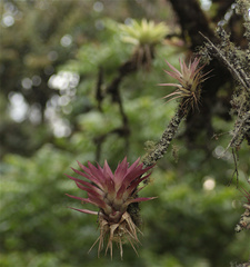 Tillandsia biflora