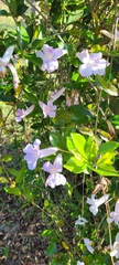 Bignonia callistegioides