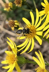 Megachilinae