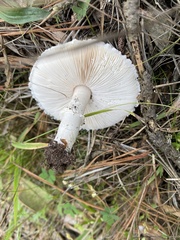 Leucoagaricus leucothites