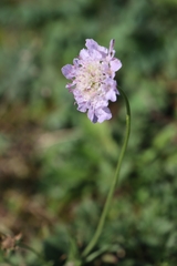 Scabiosa columbaria