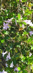 Bignonia callistegioides