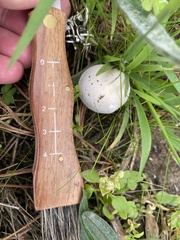 Leucoagaricus leucothites