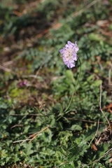 Scabiosa columbaria