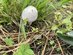 Leucoagaricus leucothites