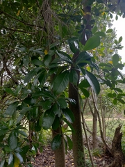 Corynocarpus laevigatus