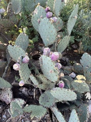 Opuntia santa-rita