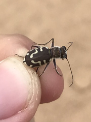 Cicindela hirticollis
