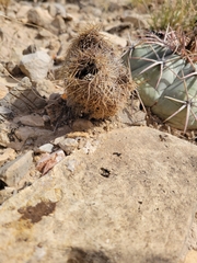 Cactoideae