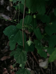 Passiflora filipes