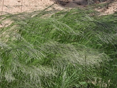 Eragrostis curvula