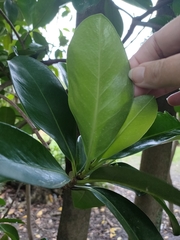 Corynocarpus laevigatus