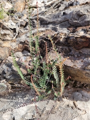 Astrolepis cochisensis