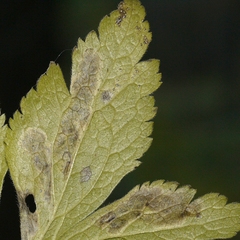 Anemone virginiana