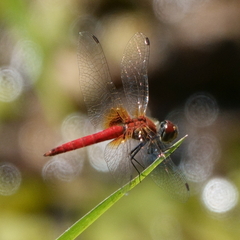 Aethriamanta nymphaeae
